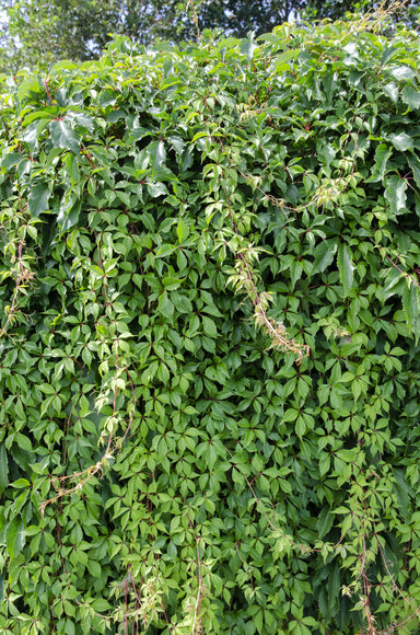 Parthenocissus Q. Var. 'Engelmannii' - Ø15Cm - ↕65Cm