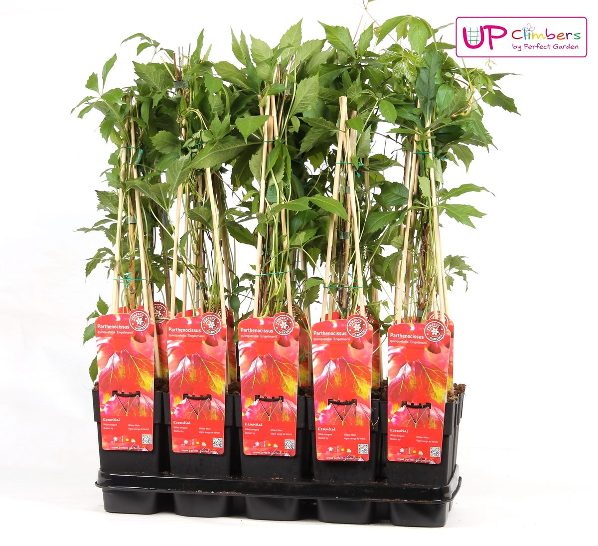 Parthenocissus Q. Var. 'Engelmannii' - Ø15Cm - ↕65Cm