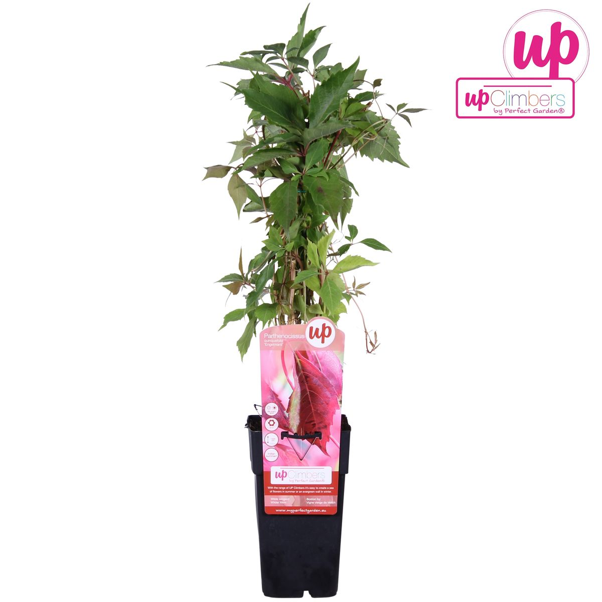 Parthenocissus Q. Var. 'Engelmannii' - Ø15Cm - ↕65Cm