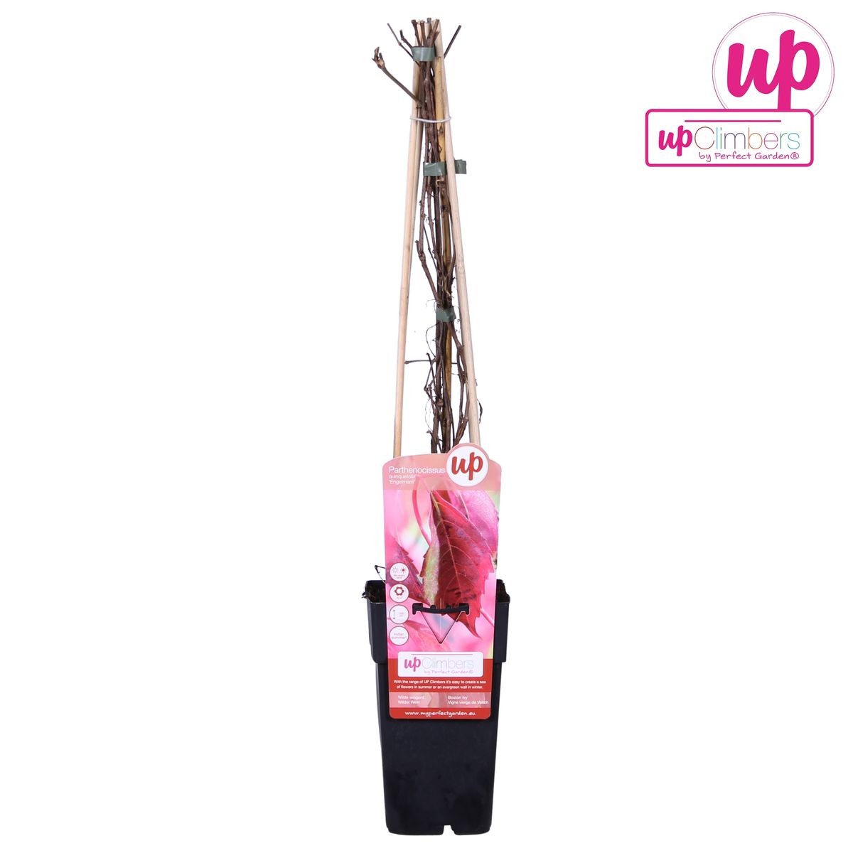 Parthenocissus Q. Var. 'Engelmannii' - Ø15Cm - ↕65Cm