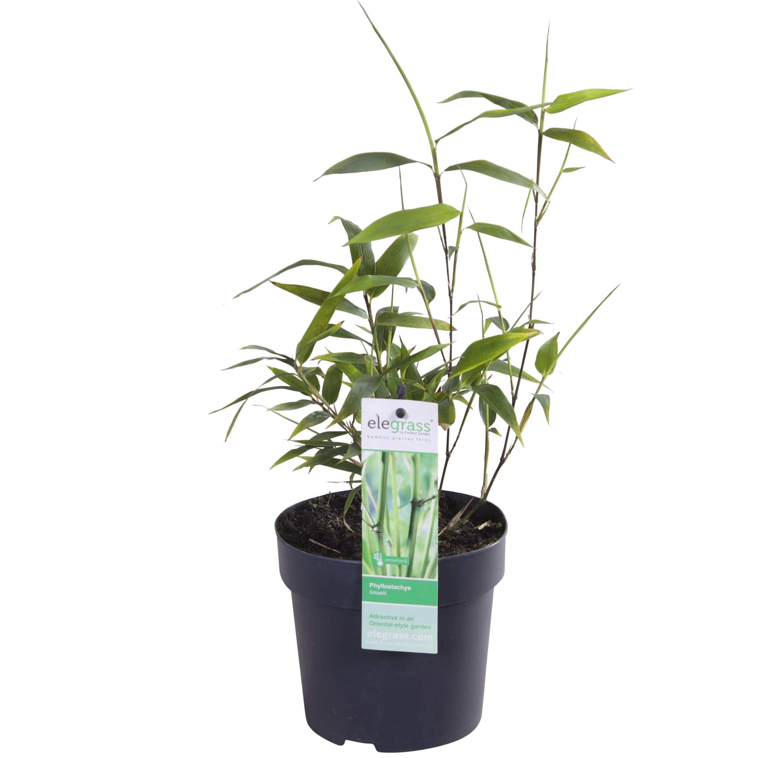 Phyllostachys 'Bissetii' - Groene Stam Bamboe - Ø14Cm - ↕40Cm