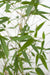 Phyllostachys 'Bissetii' - Groene Stam Bamboe - Ø14Cm - ↕40Cm