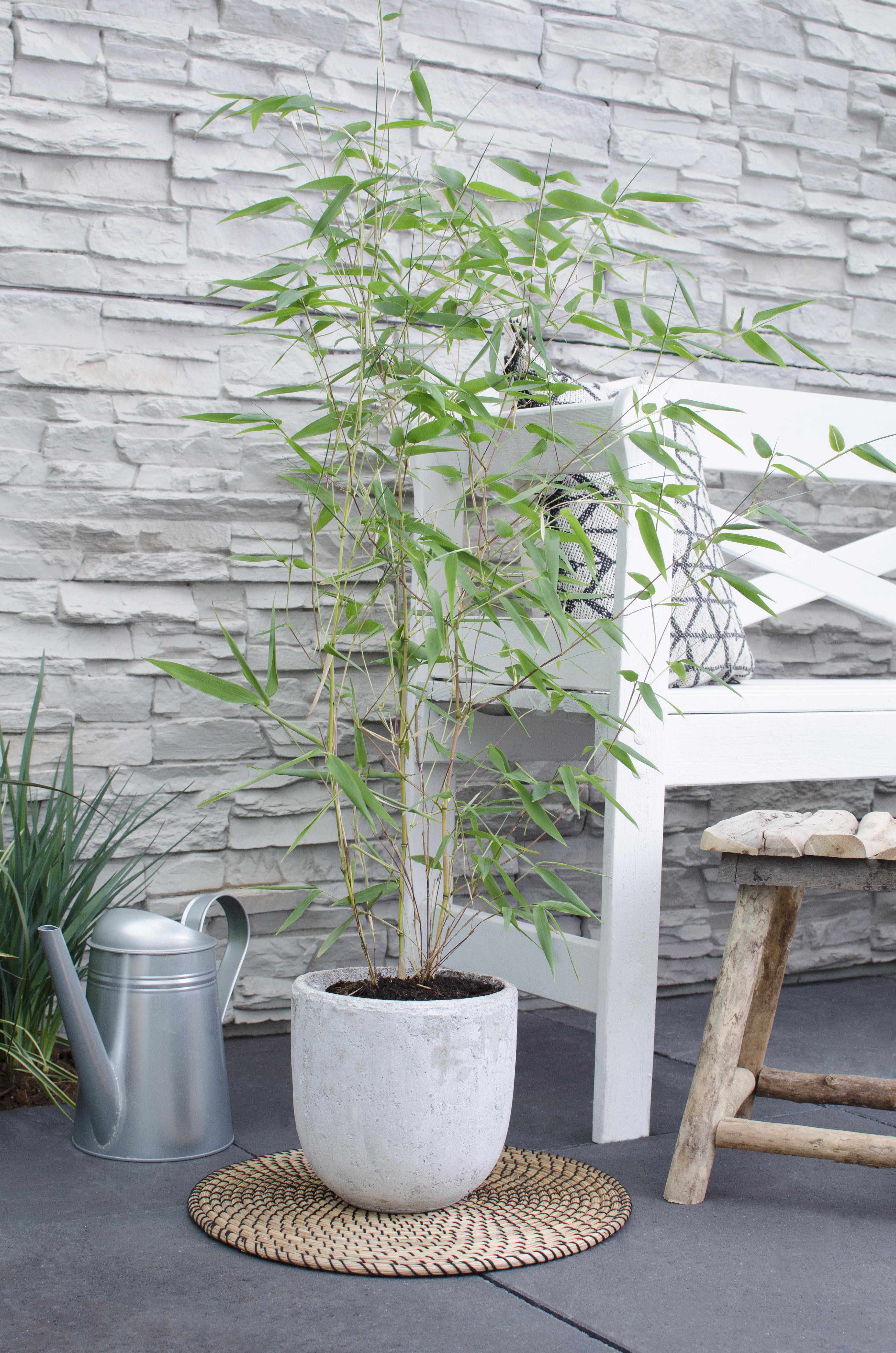 Phyllostachys 'Bissetii' - Groene Stam Bamboe - Ø14Cm - ↕40Cm