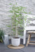 Phyllostachys 'Bissetii' - Groene Stam Bamboe - Ø14Cm - ↕40Cm