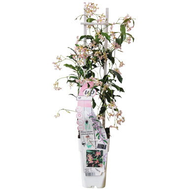 Trachelospermum 'Star Of Ibiza' - Toscaanse Jasmijn Roze - Ø15Cm - ↕65Cm