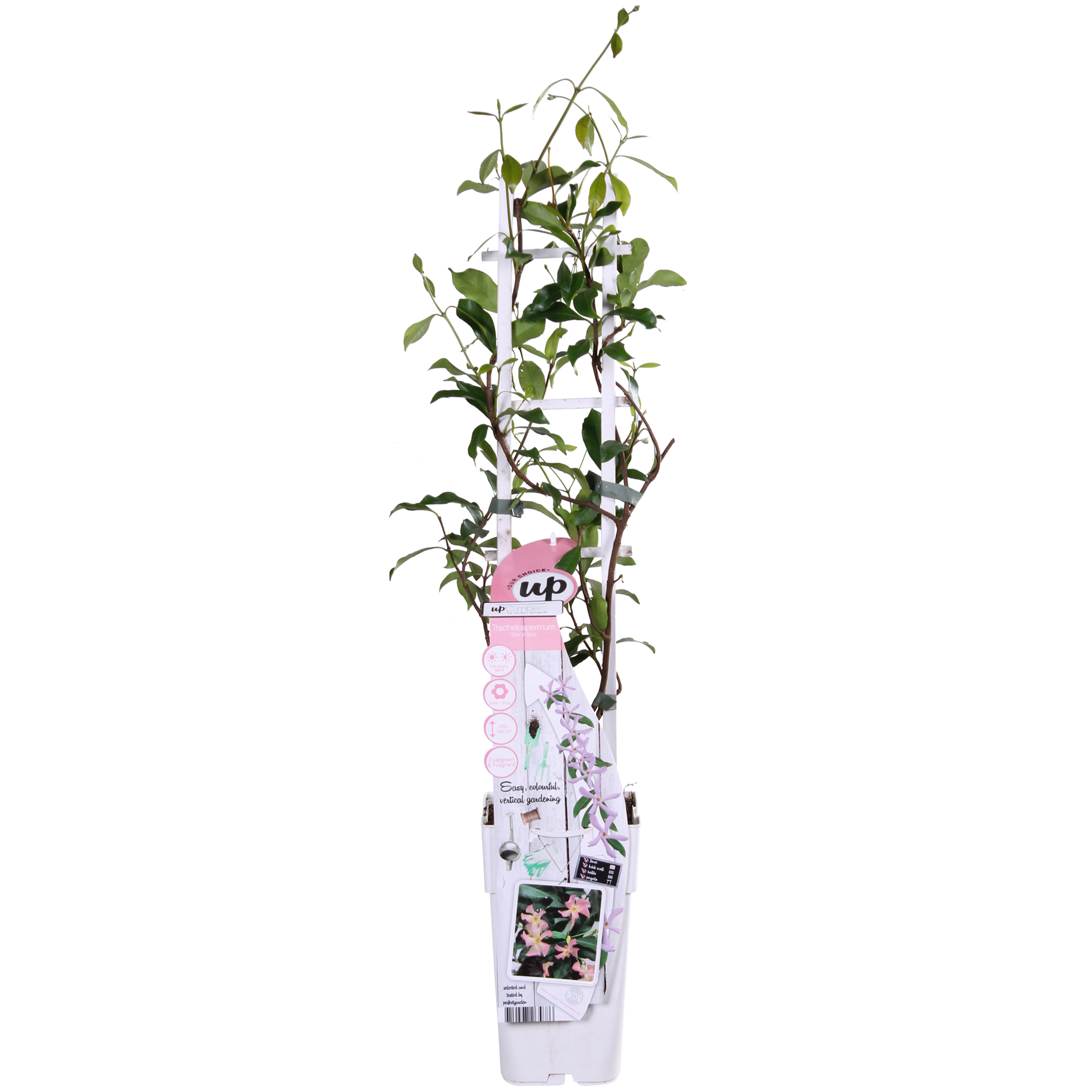 Trachelospermum 'Star Of Ibiza' - Toscaanse Jasmijn Roze - Ø15Cm - ↕65Cm