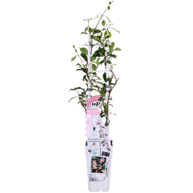 Trachelospermum 'Star Of Ibiza' - Toscaanse Jasmijn Roze - Ø15Cm - ↕65Cm