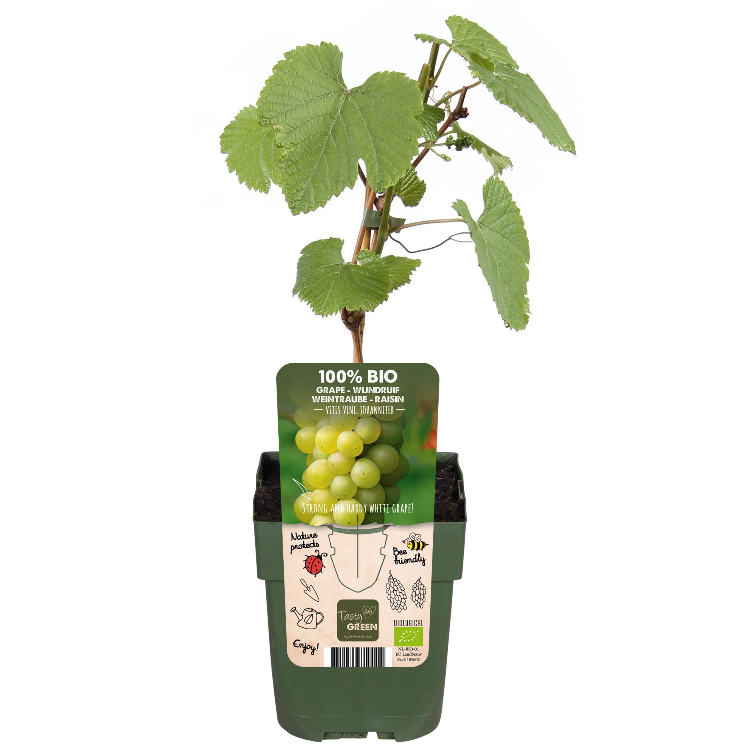 Vitis Vinifera 'Johanniter' - ↨45Cm - Ø13