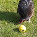 Savic Kippenspeeltje Chicken Fun 7,5X8 Cm