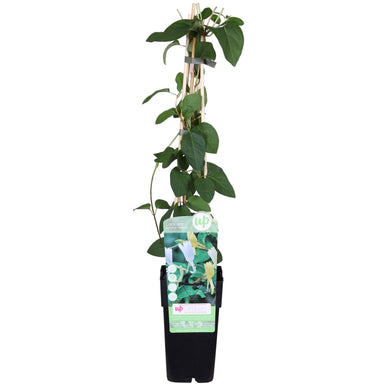 Lonicera Japonica 'Halliana' - Ø15Cm - ↕65Cm