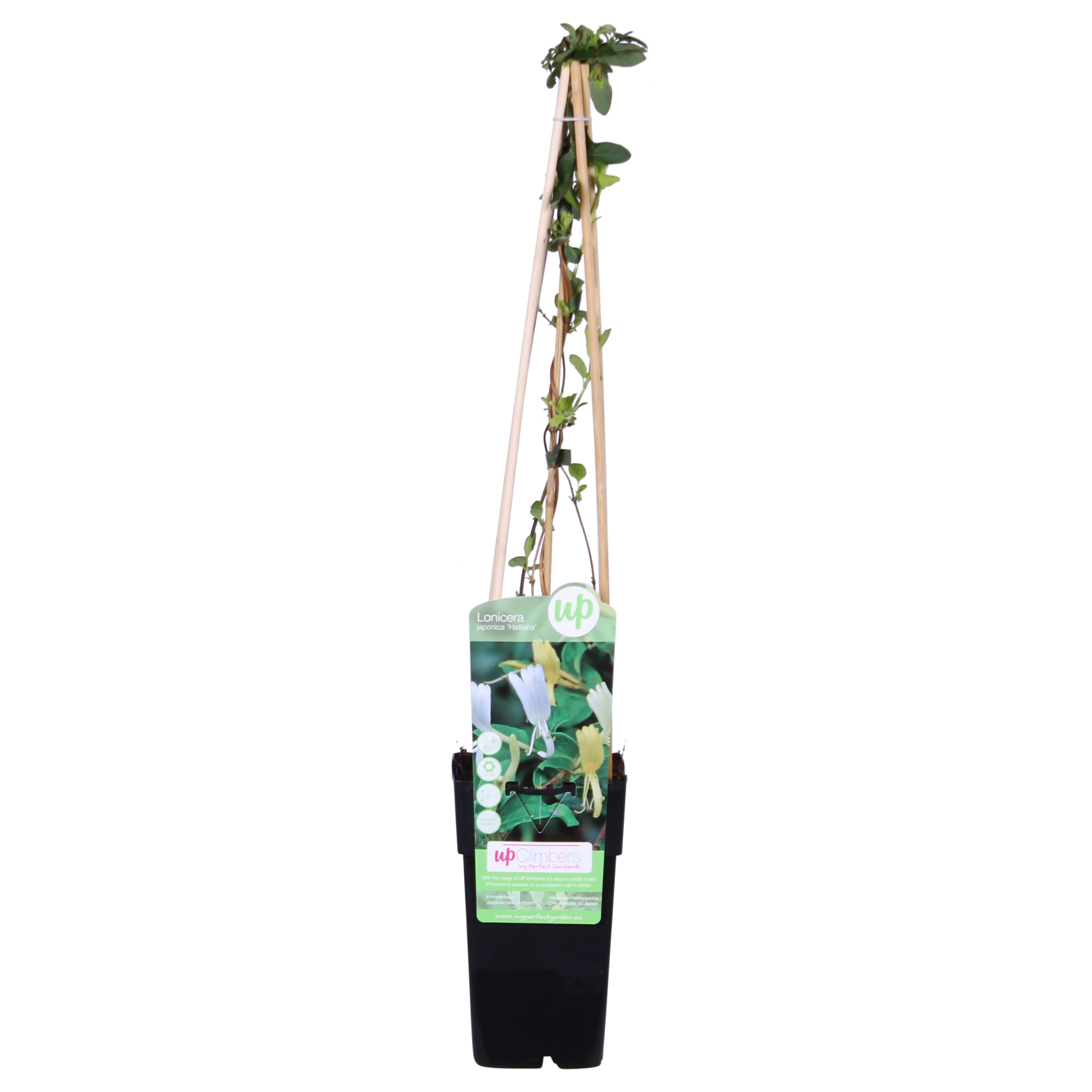 Lonicera Japonica 'Halliana' - Ø15Cm - ↕65Cm