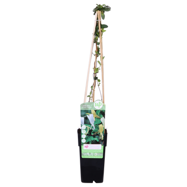 Lonicera Japonica 'Halliana' - Ø15Cm - ↕65Cm