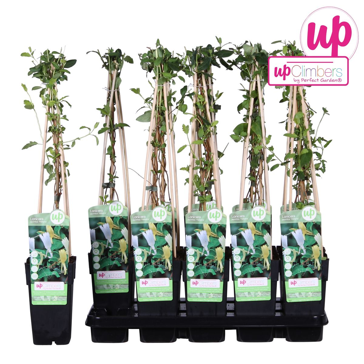 Lonicera Japonica 'Halliana' - Ø15Cm - ↕65Cm