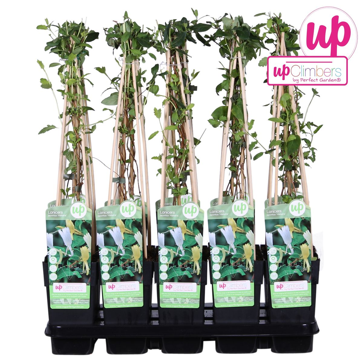 Lonicera Japonica 'Halliana' - Ø15Cm - ↕65Cm