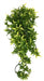 Komodo Croton Plant 40 Cm