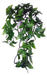 Komodo Philodendron Plant 30 Cm