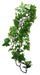 Komodo Philodendron Plant 30 Cm