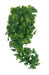 Komodo Plant Split Philodendron 30 Cm