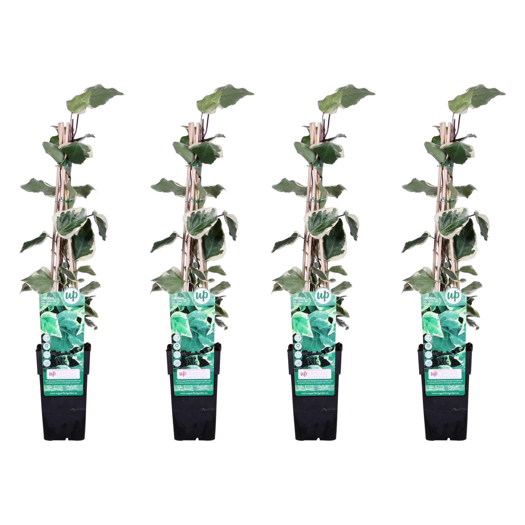 4X - Hedera Algeriensis 'Gloire De Maren' - ↨65Cm - Ø15