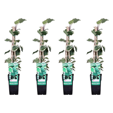 4X - Hedera Algeriensis 'Gloire De Maren' - ↨65Cm - Ø15