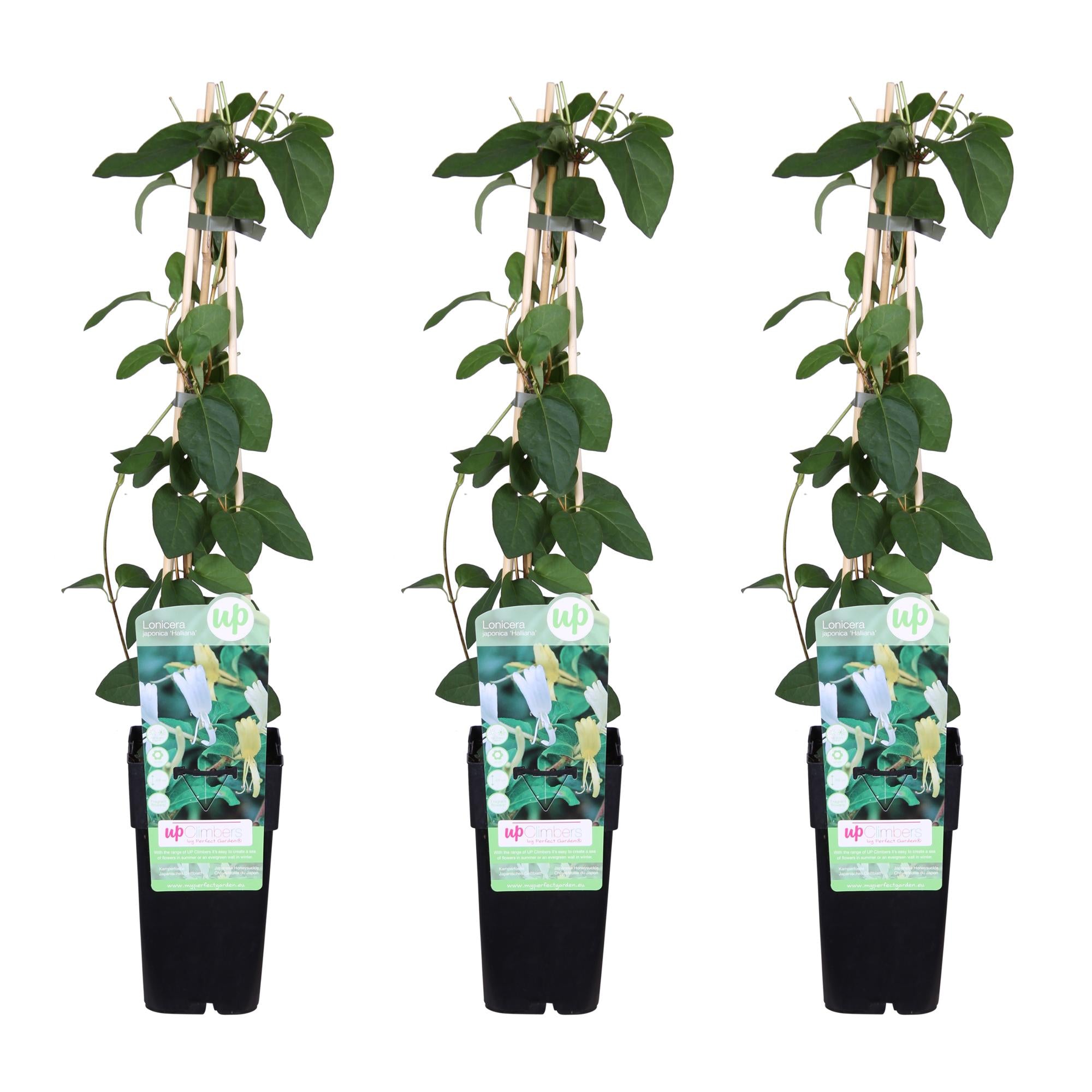 3X - Lonicera Japonica 'Halliana' - ↨65Cm - Ø15