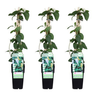 3X - Lonicera Japonica 'Halliana' - ↨65Cm - Ø15