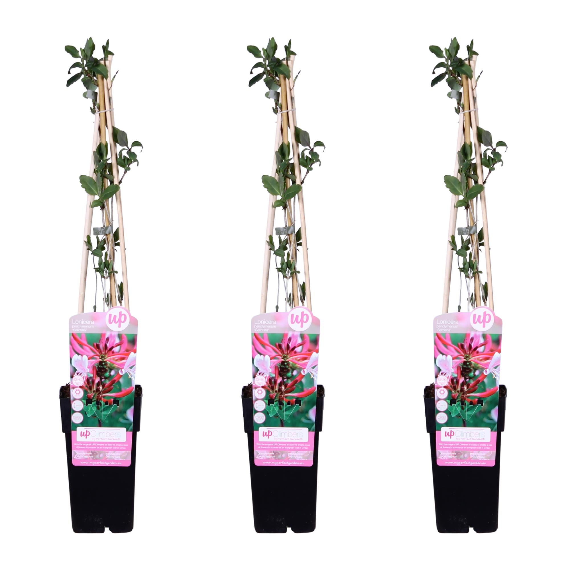 3X - Lonicera Periclymenum 'Serotina' - ↨65Cm - Ø15