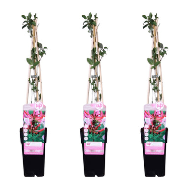 3X - Lonicera Periclymenum 'Serotina' - ↨65Cm - Ø15