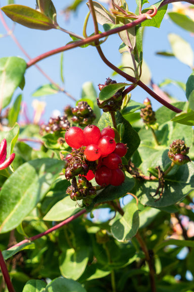3X - Lonicera Periclymenum 'Serotina' - ↨65Cm - Ø15