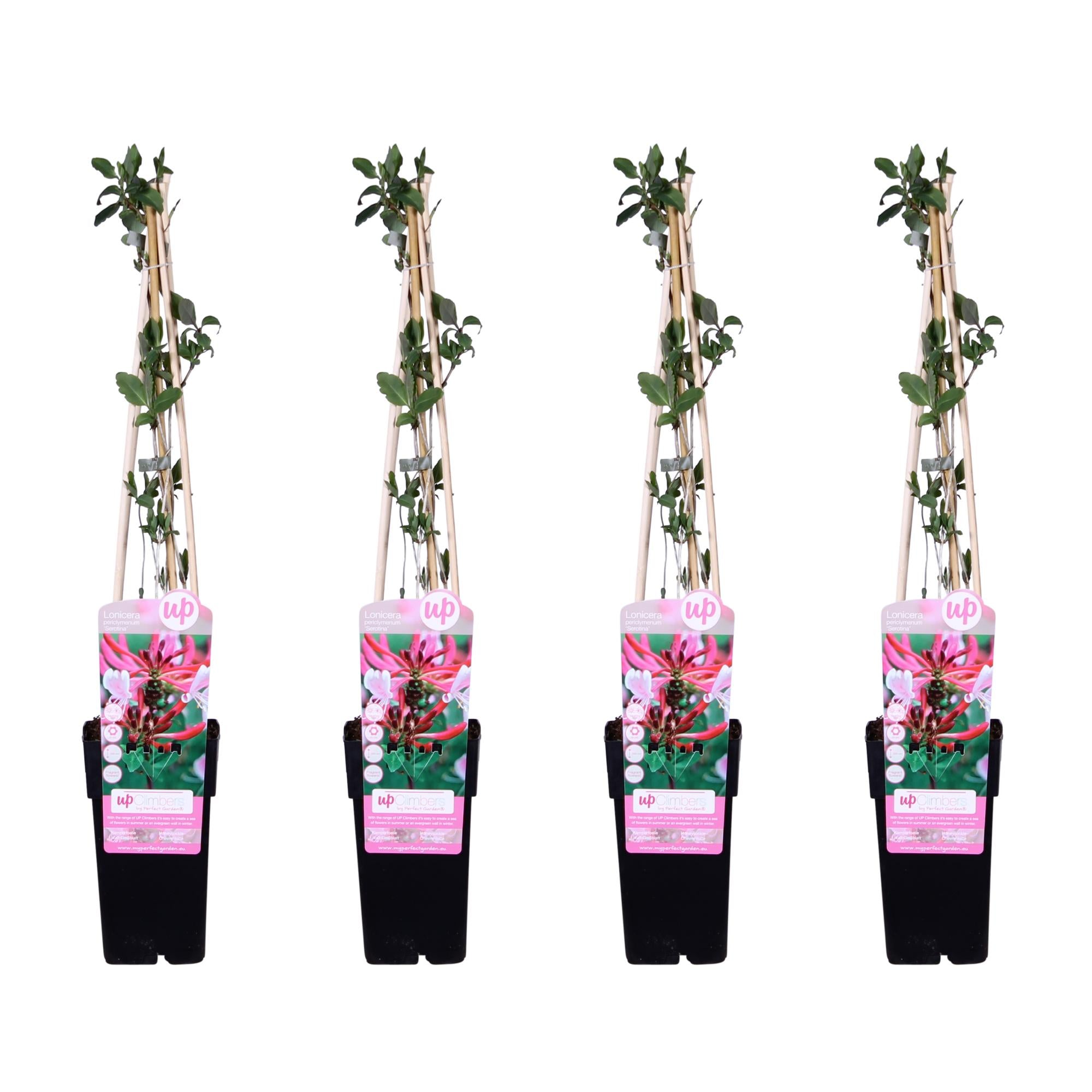 4X - Lonicera Periclymenum 'Serotina' - ↨65Cm - Ø15