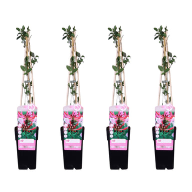 4X - Lonicera Periclymenum 'Serotina' - ↨65Cm - Ø15