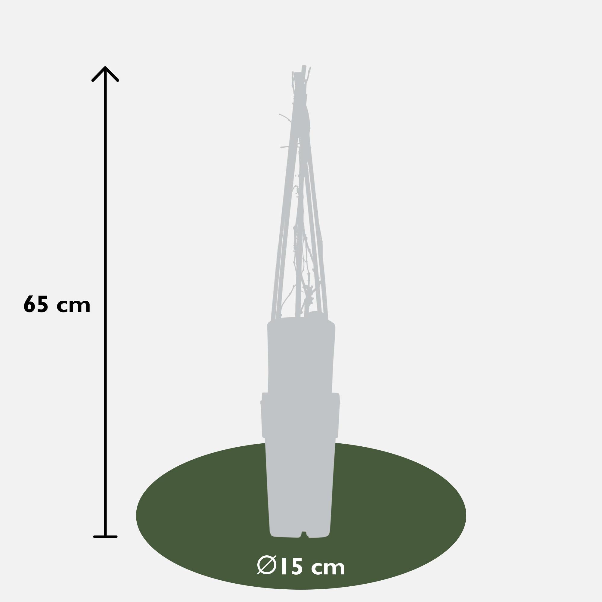 3X - Parthenocissus Q. Var. 'Engelmannii' - ↨65Cm - Ø15