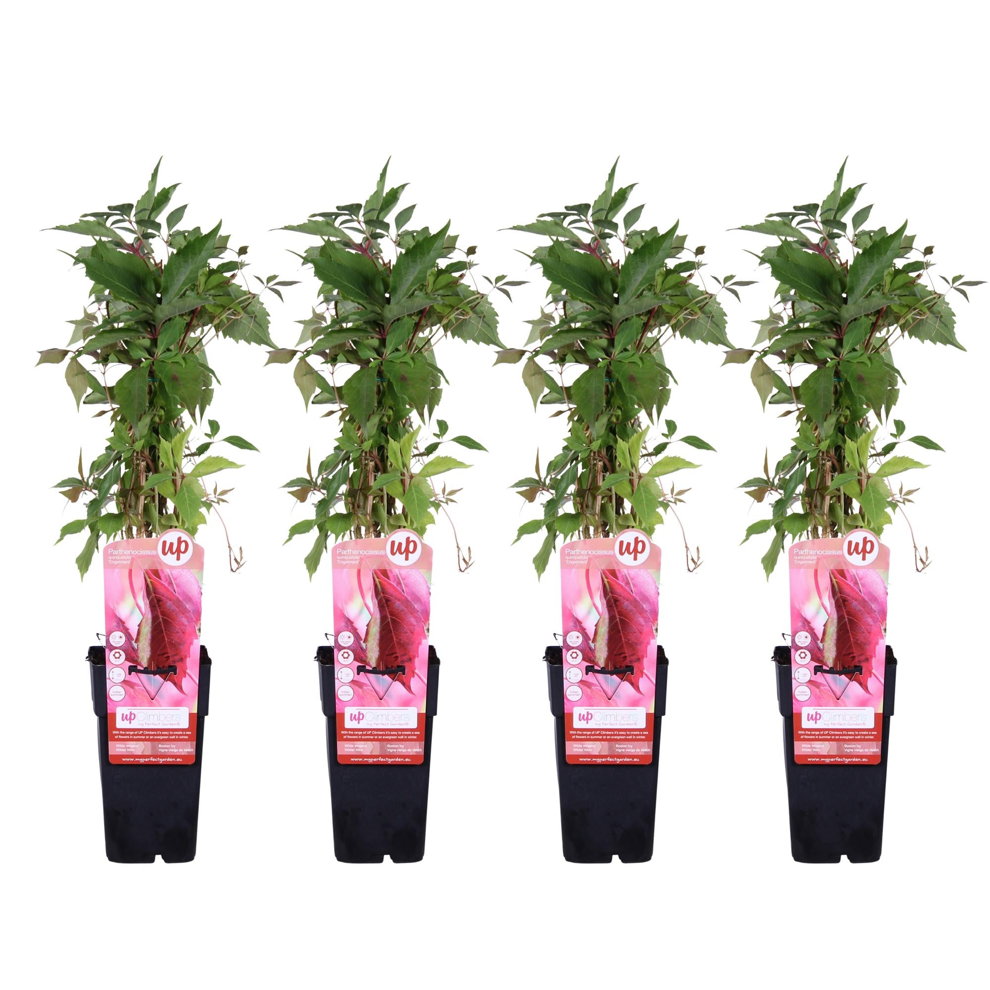 4X - Parthenocissus Q. Var. 'Engelmannii' - ↨65Cm - Ø15