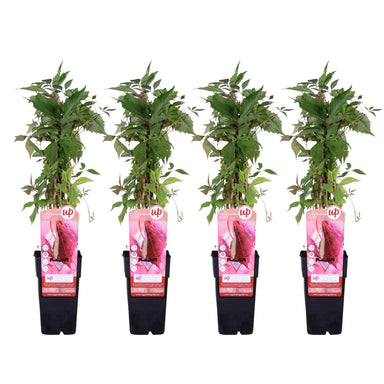 4X - Parthenocissus Q. Var. 'Engelmannii' - ↨65Cm - Ø15