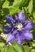 3X - Clematis Multi Blue - ↨65Cm - Ø15