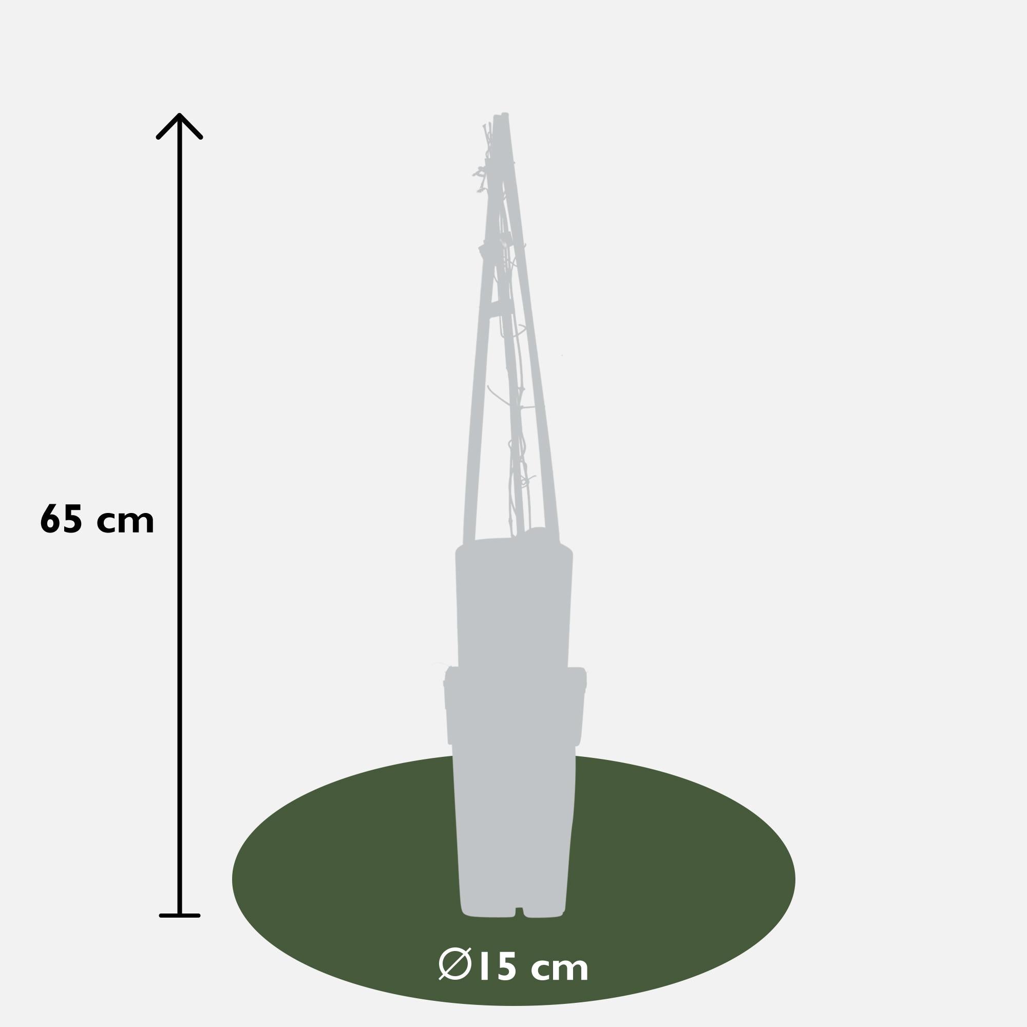 4X - Clematis Multi Blue - ↨65Cm - Ø15