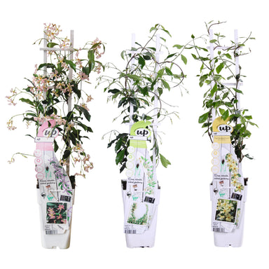 3X - Trachelospermum Mix - ↨65Cm - Ø15