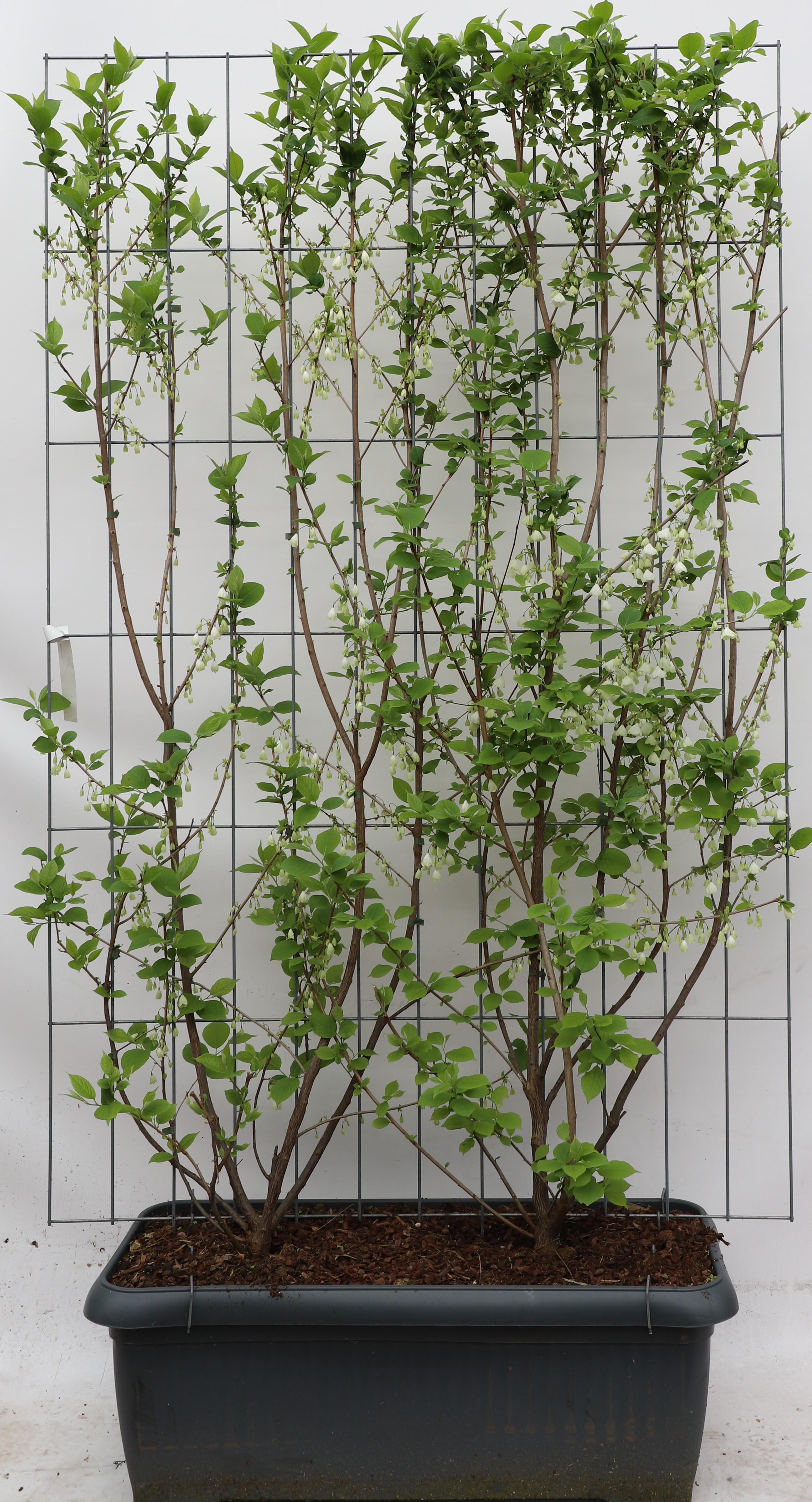 Halesia Carolina - ↨180Cm