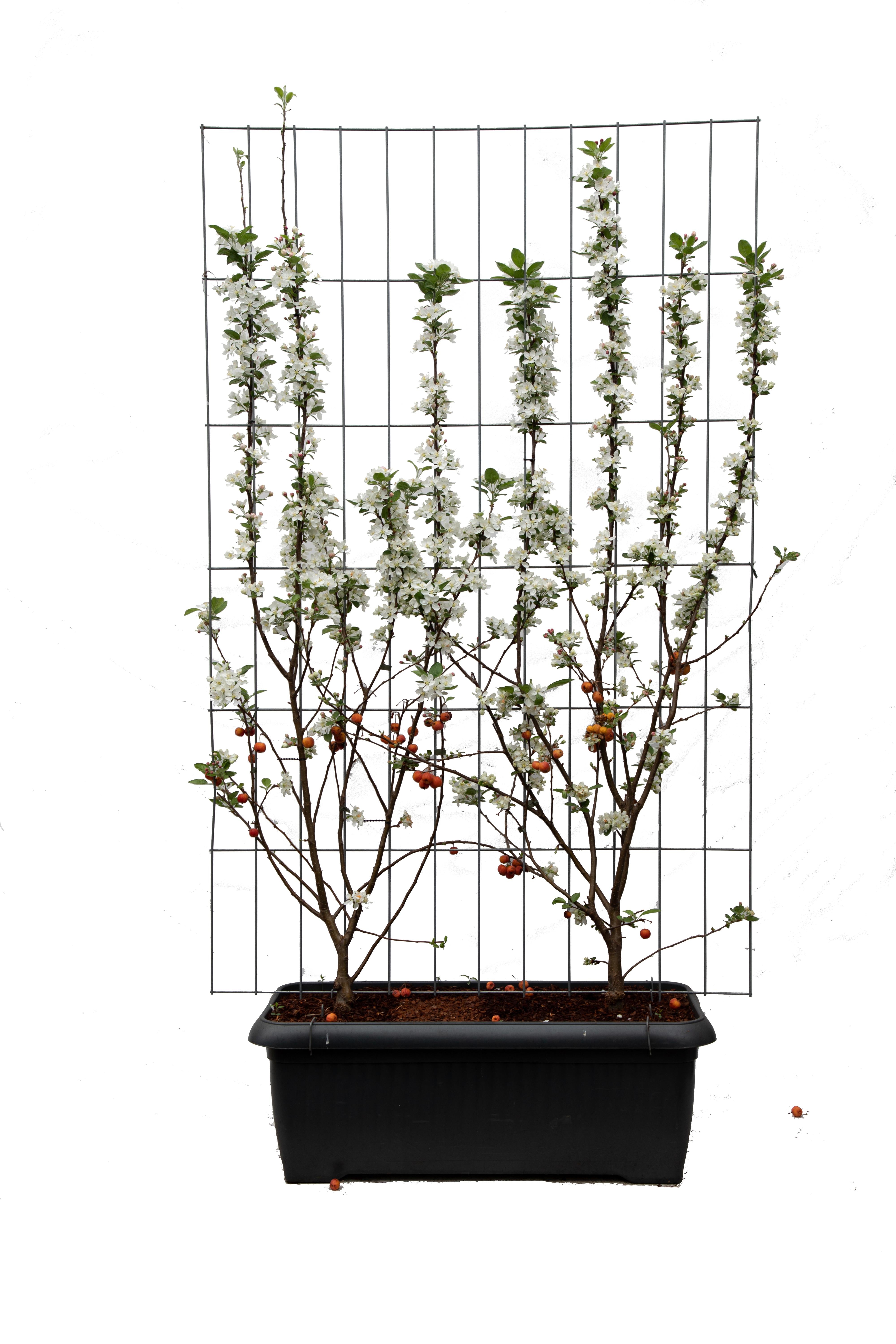 Malus 'Evereste' - ↨180Cm