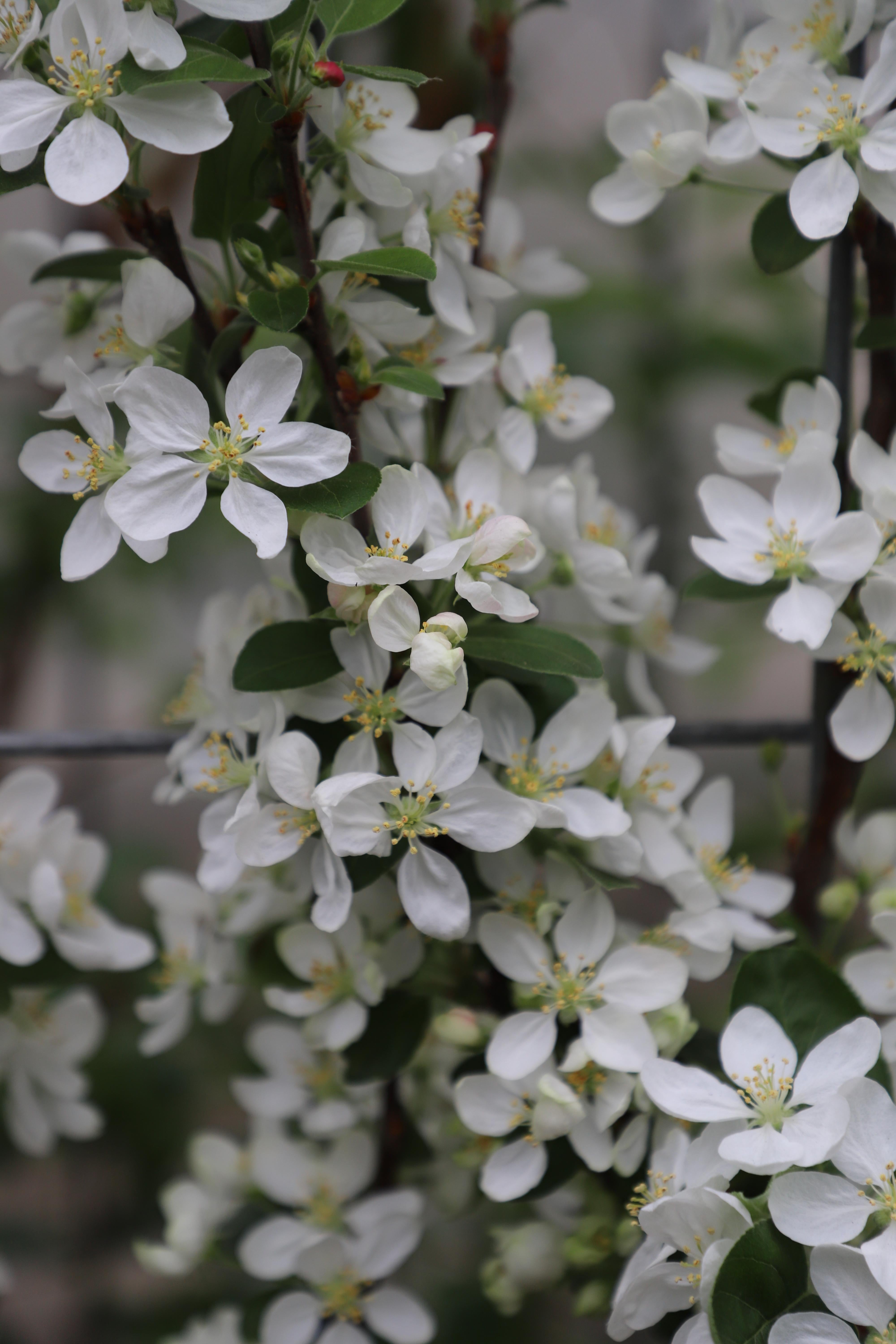 Malus 'Evereste' - ↨180Cm