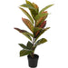 Overige Merken Kunstplant Calathea 40X65 Cm Groen/Roze