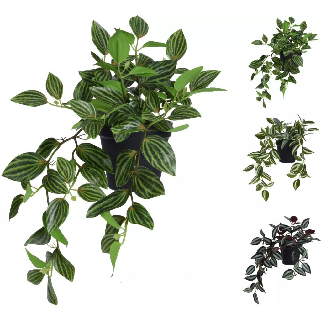 Overige Merken Kust Hangplant Tradescantia In Pot 42 Cm Assorti