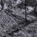 Hoogpolig vloerkleed NAVARRA 240x340 cm polyester donkergrijs