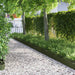 Gazonranden 30 st 103 x 0,05 x 22 cm Staal Olijf Groen