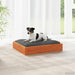 Hondenbed Wasbruin 51,5 x 44 x 9 cm Massief Vurenhout