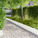 Tuinrand 10 st 103 x 30 cm metaal Wit
