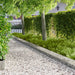 Gazonrand 20 st 103 x 25 cm Staal Zilverkleurig