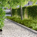 Gazonrand 10 st 100 x 20 cm Staal Zilverkleurig