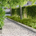 Gazonrand 30 st 100 x 25 cm Staal Zilverkleurig