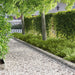 Gazonrand 20 st 103 x 20 cm Staal Zilverkleurig